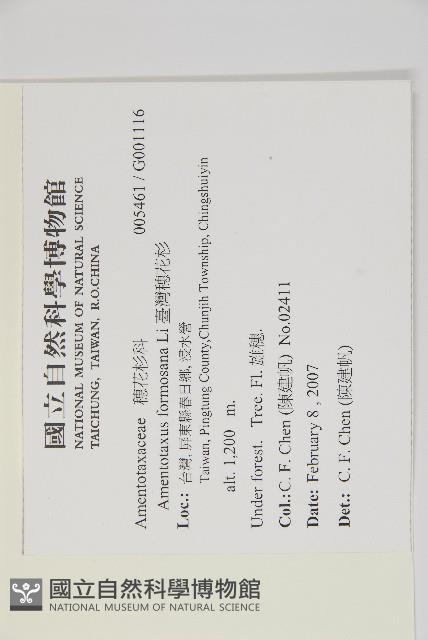 臺灣穗花杉藏品圖，第2張