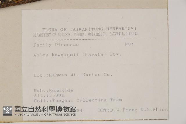 臺灣冷杉藏品圖，第2張