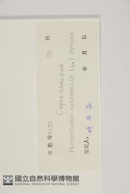 側柏藏品圖，第2張