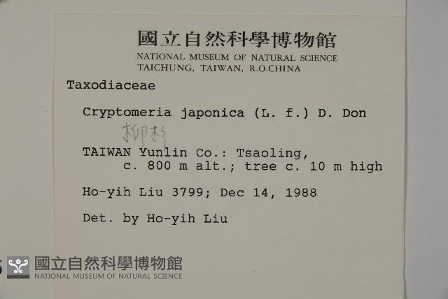 柳杉藏品圖，第2張