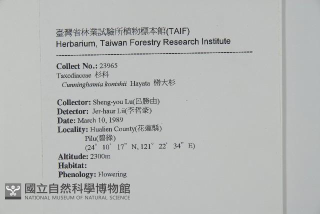 巒大杉、香杉藏品圖，第2張