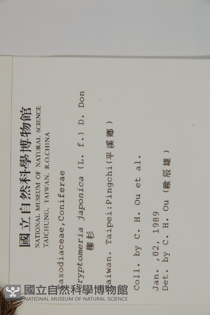 柳杉藏品圖，第2張