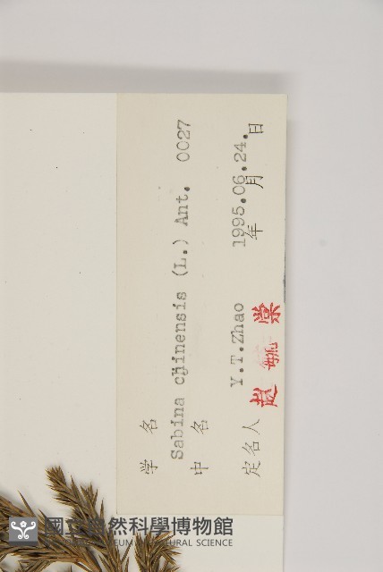 檜柏藏品圖，第2張