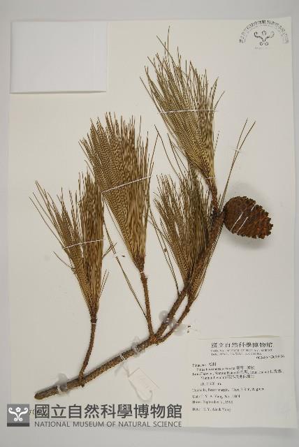 臺灣二葉松藏品圖，第1張