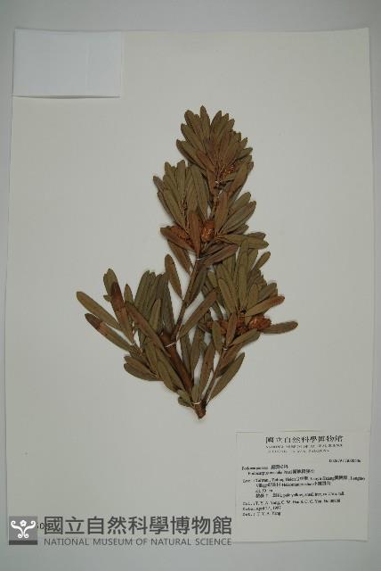 蘭嶼羅漢松藏品圖，第4張