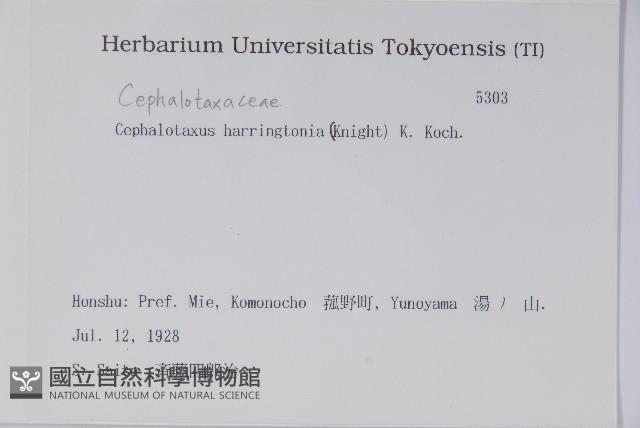 日本粗榧藏品圖，第2張