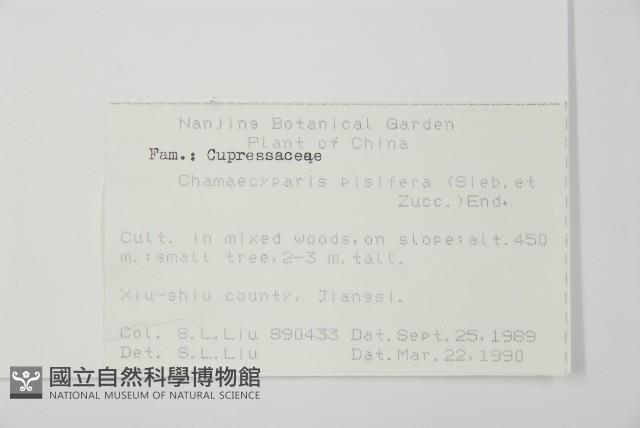 日本花柏藏品圖，第2張