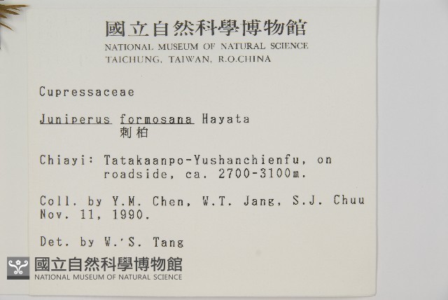 刺柏藏品圖，第2張