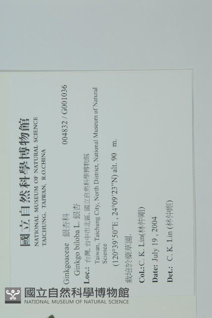 銀杏藏品圖，第2張