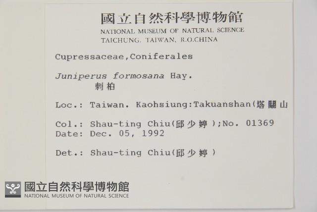 刺柏藏品圖，第2張