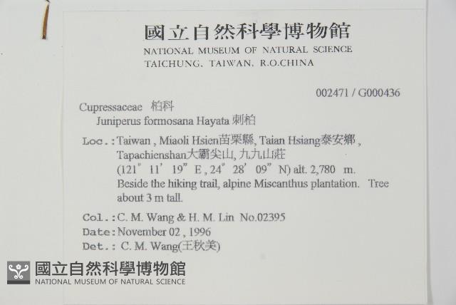 刺柏藏品圖，第2張