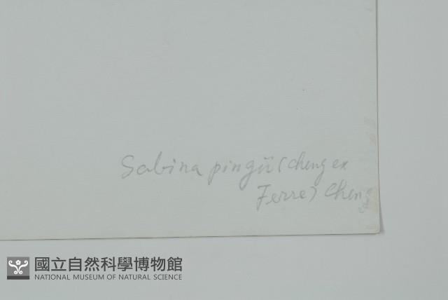 垂枝香柏藏品圖，第2張