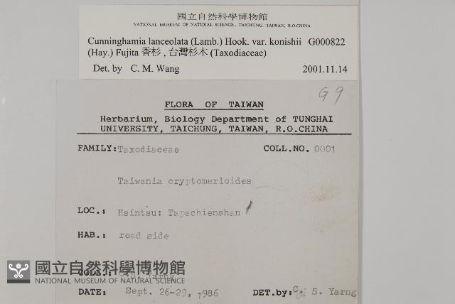 香杉、台灣杉木藏品圖，第2張