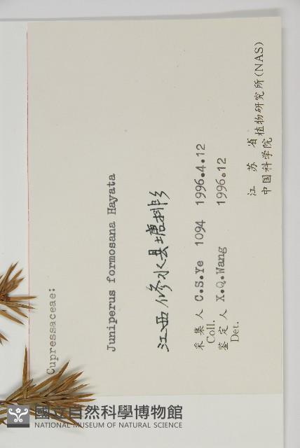 刺柏藏品圖，第2張