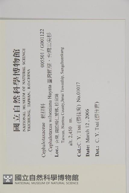 臺灣粗榧、台灣三尖杉藏品圖，第2張