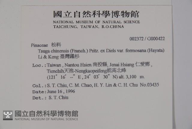 臺灣鐵杉藏品圖，第2張