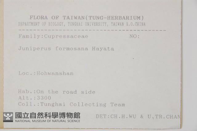 刺柏藏品圖，第2張