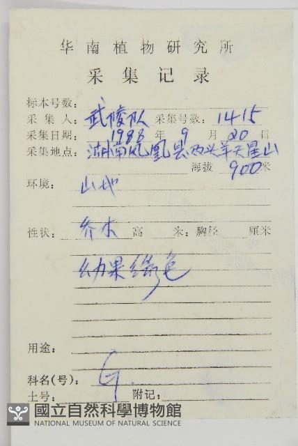 三尖杉藏品圖，第2張