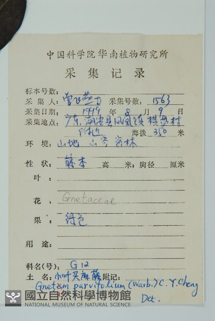 小葉買麻藤藏品圖，第2張
