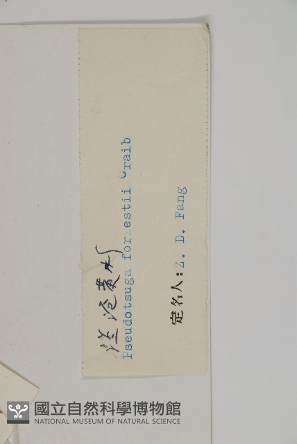 瀾滄黃杉藏品圖，第2張