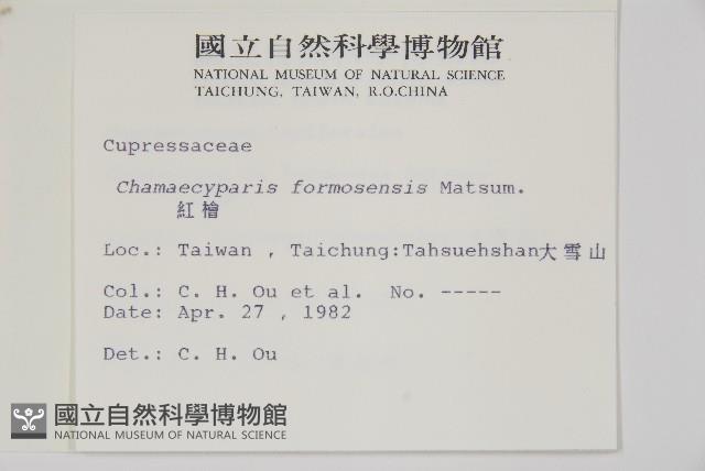 紅檜藏品圖，第2張