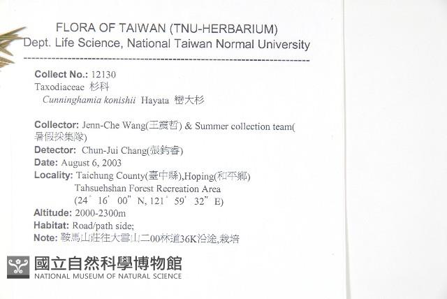 巒大杉、香杉藏品圖，第2張