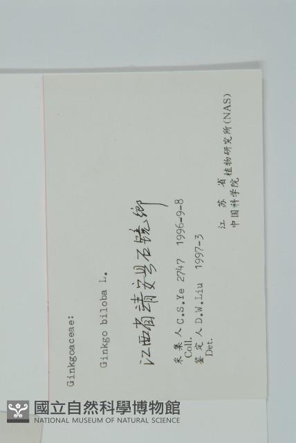 銀杏藏品圖，第2張