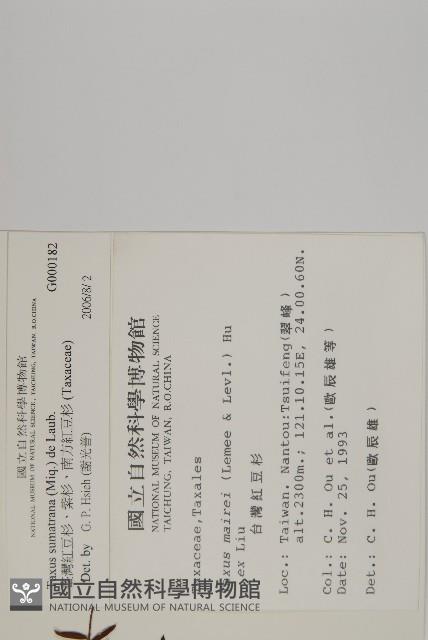 臺灣紅豆杉、紫杉、南方紅豆杉藏品圖，第2張