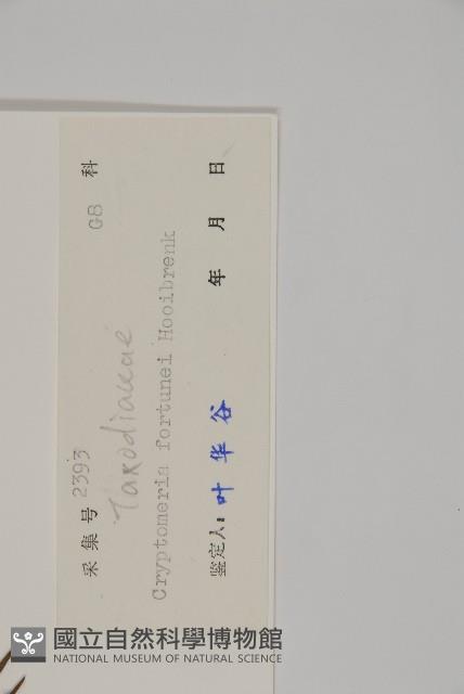 柳杉藏品圖，第2張