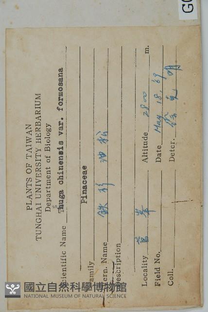 臺灣鐵杉藏品圖，第2張