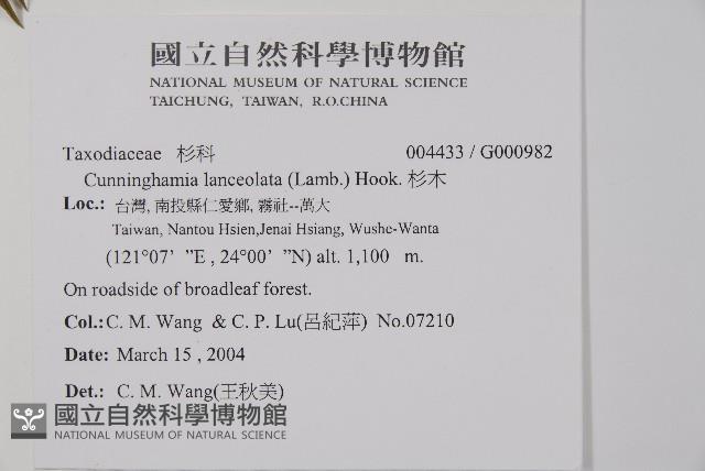 杉木藏品圖，第2張