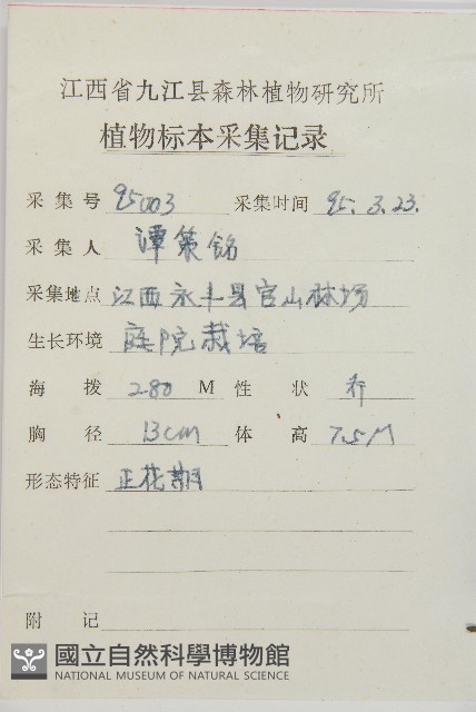 柏木、柏樹藏品圖，第2張