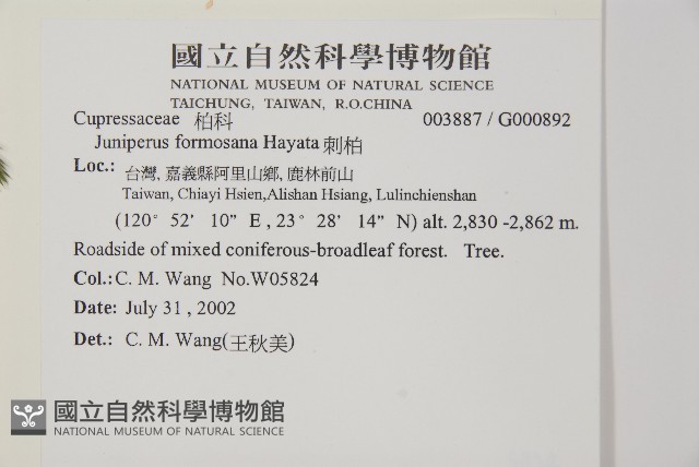 刺柏藏品圖，第2張
