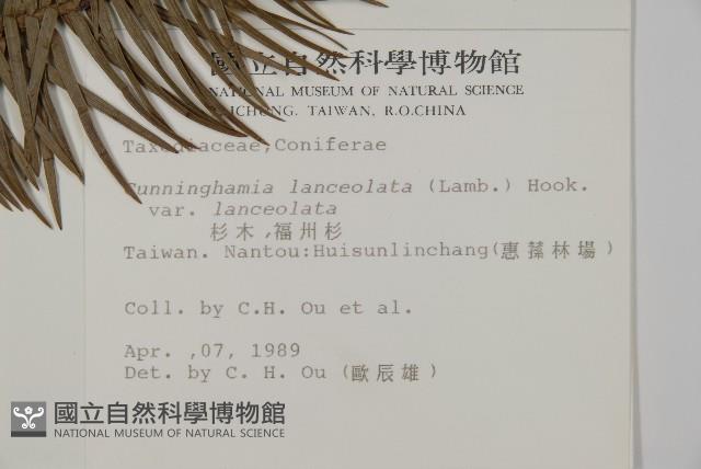 杉木藏品圖，第2張