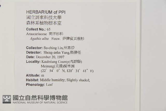 菲律賓貝殼杉藏品圖，第2張