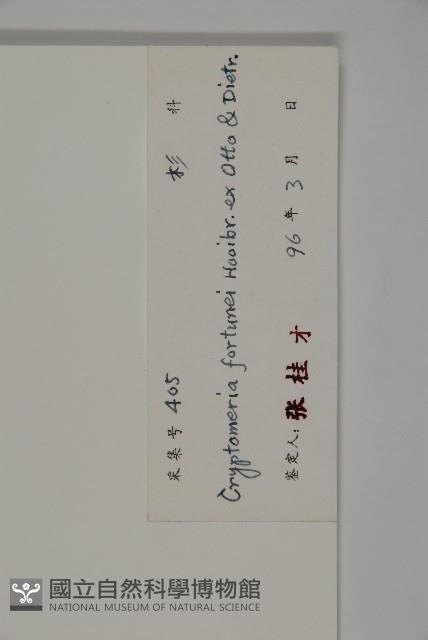 柳杉藏品圖，第2張