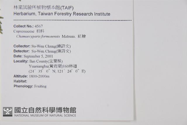 紅檜藏品圖，第2張