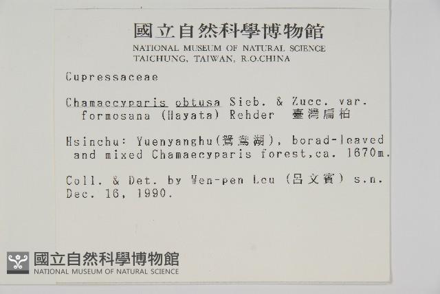 臺灣扁柏藏品圖，第2張