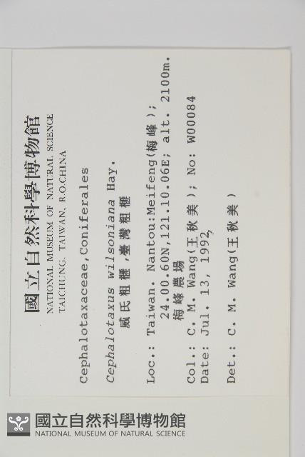 臺灣粗榧、台灣三尖杉藏品圖，第2張