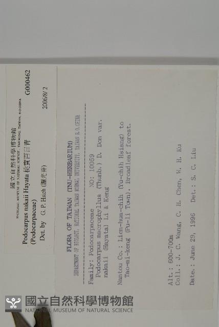 桃實百日青藏品圖，第2張