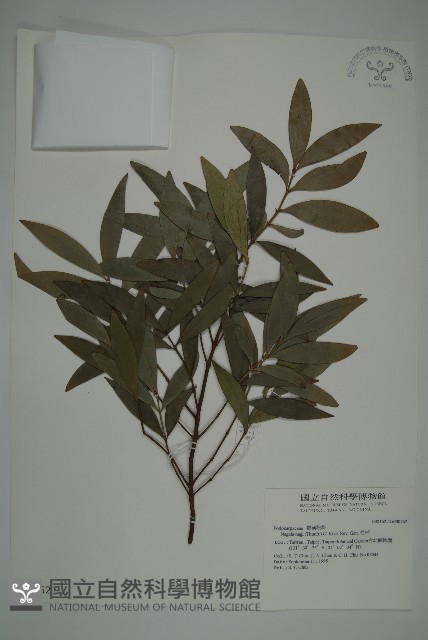 竹柏藏品圖，第1張