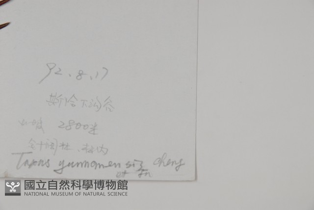 雲南紅豆杉藏品圖，第2張