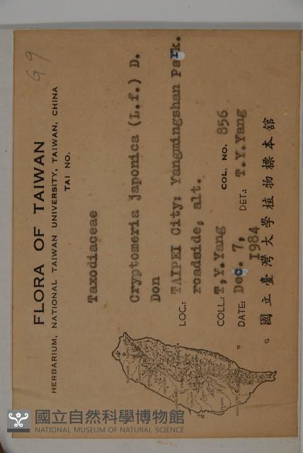 柳杉藏品圖，第2張