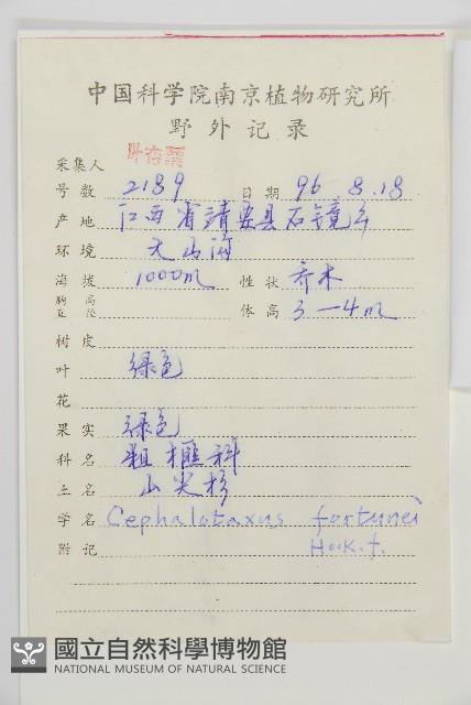 三尖杉藏品圖，第2張