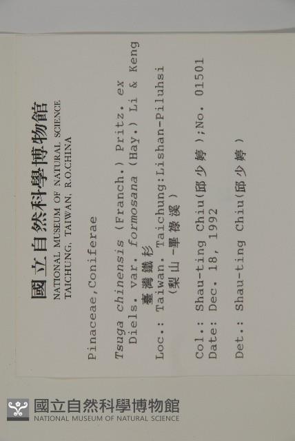 臺灣鐵杉藏品圖，第2張
