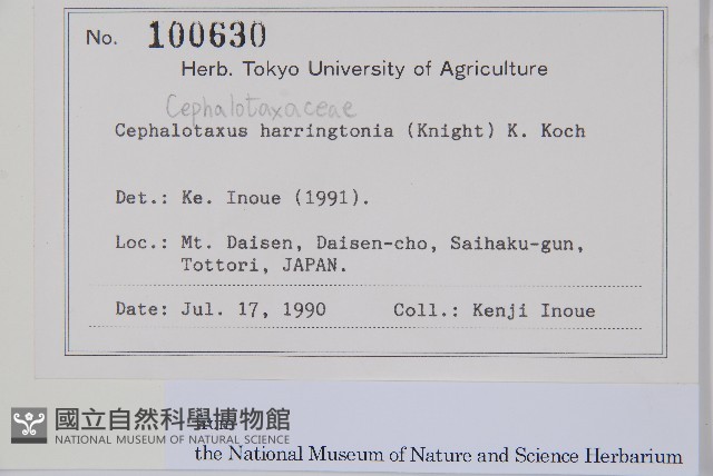 日本粗榧藏品圖，第2張