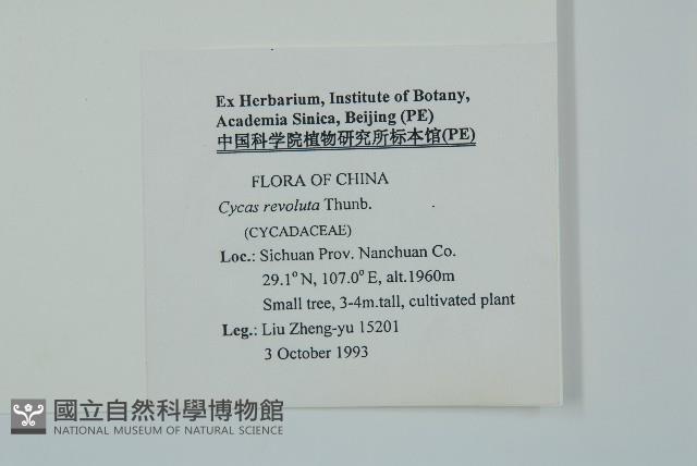 蘇鐵、鐵樹藏品圖，第2張