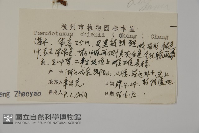 白豆杉藏品圖，第2張