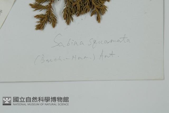 高山柏藏品圖，第2張