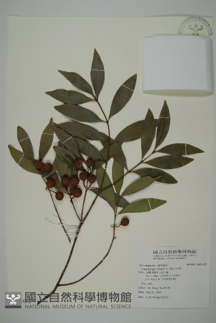 竹柏藏品圖，第1張